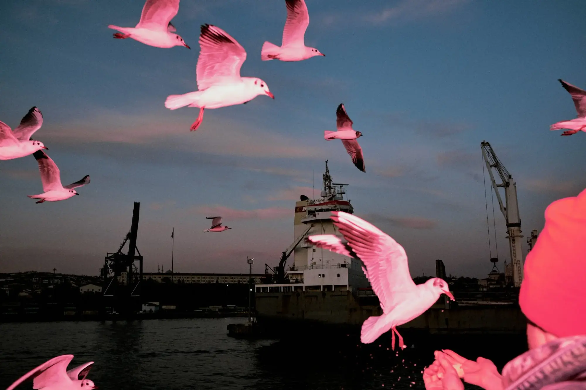 Hafen mit Schiff und rosa Voegeln bei Daemmerung
