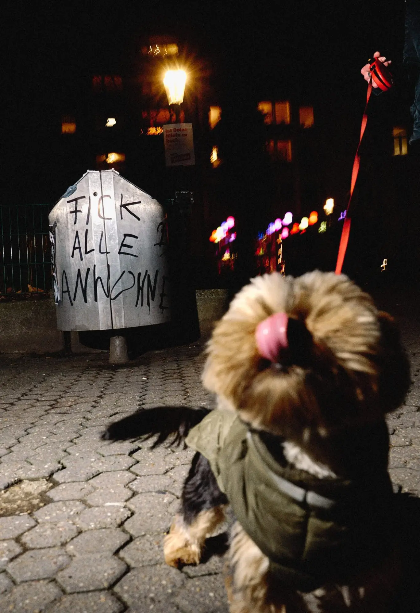 Hund auf naechtlichem Strassenpflaster
